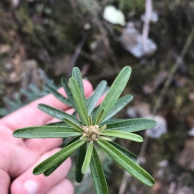 Astrotricha ledifolia (Common Star-hair) at Acton, ACT - 28 Sep 2021 by Tapirlord