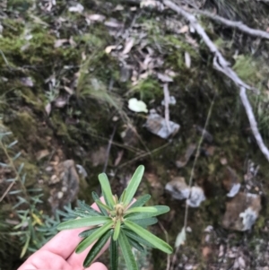 Astrotricha ledifolia at Acton, ACT - 28 Sep 2021