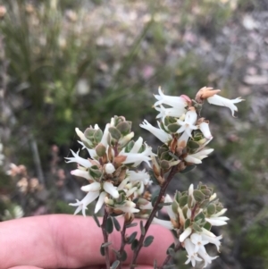 Brachyloma daphnoides at Bruce, ACT - 28 Sep 2021