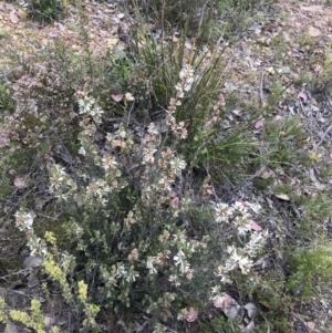 Brachyloma daphnoides at Bruce, ACT - 28 Sep 2021