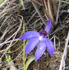 Cyanicula caerulea (Blue Fingers, Blue Fairies) at Point 5815 - 28 Sep 2021 by Tapirlord