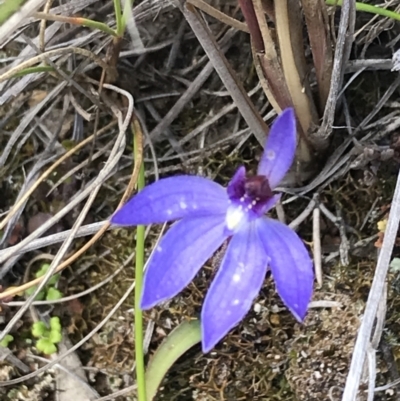 Cyanicula caerulea (Blue Fingers, Blue Fairies) at Bruce, ACT - 28 Sep 2021 by Tapirlord