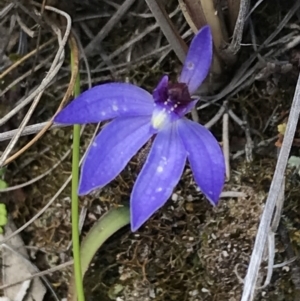 Cyanicula caerulea at Undefined Area - suppressed