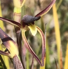 Lyperanthus suaveolens at Downer, ACT - suppressed