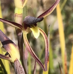 Lyperanthus suaveolens at Downer, ACT - suppressed