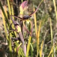 Lyperanthus suaveolens at Downer, ACT - suppressed