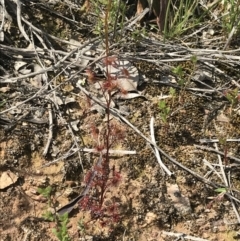 Drosera auriculata at Downer, ACT - 28 Sep 2021