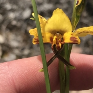 Diuris nigromontana at Bruce, ACT - suppressed