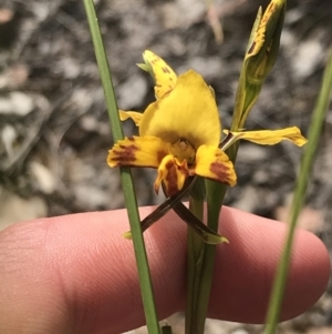 Diuris nigromontana at Bruce, ACT - 28 Sep 2021