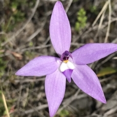 Glossodia major (Wax Lip Orchid) at Downer, ACT - 28 Sep 2021 by Tapirlord