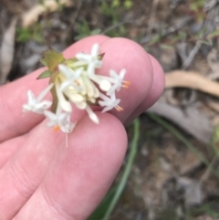 Pimelea linifolia subsp. linifolia (Queen of the Bush, Slender Rice-flower) at Bruce, ACT - 28 Sep 2021 by Tapirlord