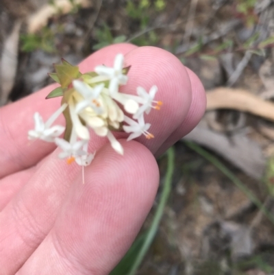 Pimelea linifolia subsp. linifolia (Queen of the Bush, Slender Rice-flower) at Bruce, ACT - 28 Sep 2021 by Tapirlord