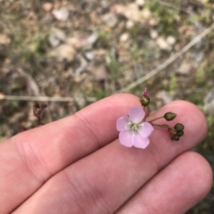 Drosera auriculata at Acton, ACT - 28 Sep 2021