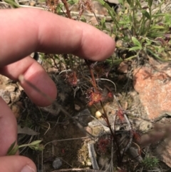 Drosera auriculata at Acton, ACT - 28 Sep 2021 11:41 AM