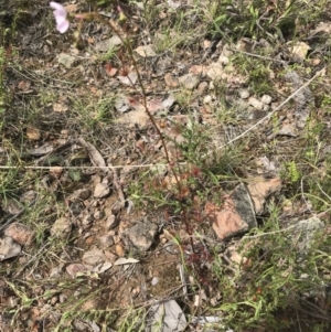 Drosera auriculata at Acton, ACT - 28 Sep 2021 11:41 AM