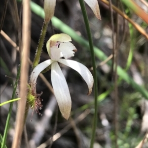 Caladenia ustulata at Downer, ACT - suppressed