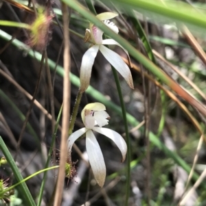 Caladenia ustulata at Downer, ACT - suppressed