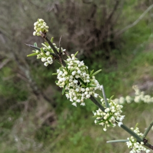 Discaria pubescens at Stromlo, ACT - 3 Oct 2021 05:27 PM