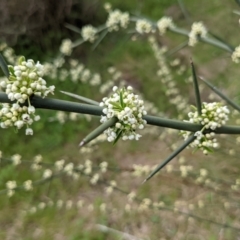 Discaria pubescens at Stromlo, ACT - 3 Oct 2021 05:27 PM