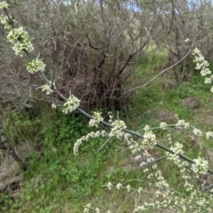 Discaria pubescens at Stromlo, ACT - 3 Oct 2021 05:27 PM