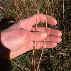 Hemarthria uncinata at Paddys River, ACT - 31 Jul 2021
