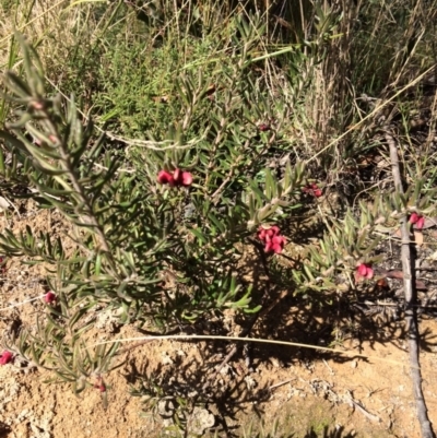 Grevillea lanigera (Woolly Grevillea) at Paddys River, ACT - 31 Jul 2021 by NickiTaws