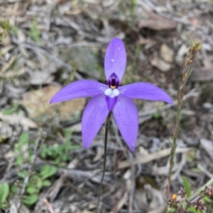 Glossodia major at Karabar, NSW - 3 Oct 2021