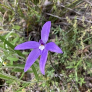 Glossodia major at Karabar, NSW - 3 Oct 2021