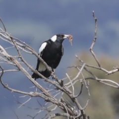 Gymnorhina tibicen (Australian Magpie) at Hawker, ACT - 2 Oct 2021 by AlisonMilton