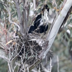 Gymnorhina tibicen at Hawker, ACT - 3 Oct 2021