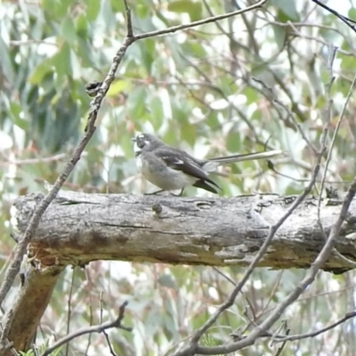 Rhipidura albiscapa (Grey Fantail) at Booth, ACT - 3 Oct 2021 by KMcCue