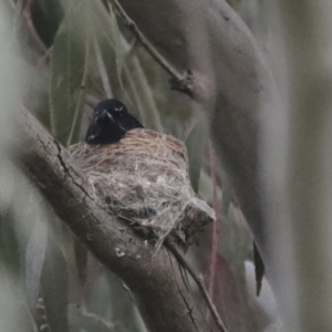 Rhipidura leucophrys at Hawker, ACT - 3 Oct 2021