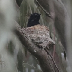 Rhipidura leucophrys at Hawker, ACT - 3 Oct 2021