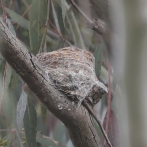 Rhipidura leucophrys at Hawker, ACT - 3 Oct 2021