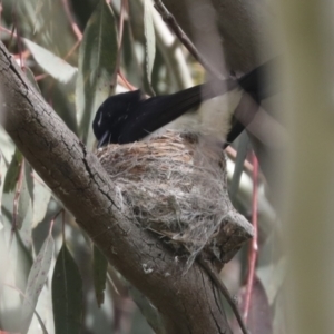 Rhipidura leucophrys at Hawker, ACT - 3 Oct 2021