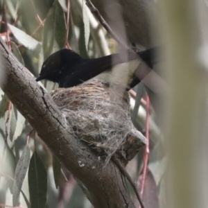 Rhipidura leucophrys at Hawker, ACT - 3 Oct 2021