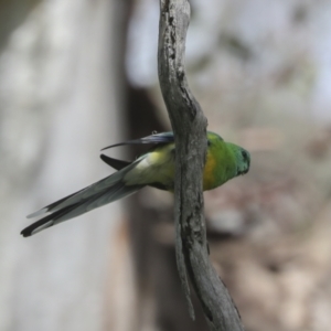 Psephotus haematonotus at Hawker, ACT - 3 Oct 2021