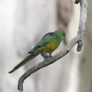 Psephotus haematonotus at Hawker, ACT - 3 Oct 2021