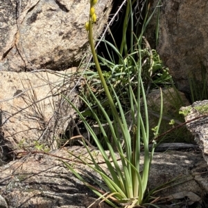 Bulbine glauca at Rendezvous Creek, ACT - 3 Oct 2021 02:00 PM