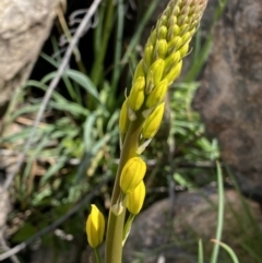 Bulbine glauca at Rendezvous Creek, ACT - 3 Oct 2021 02:00 PM