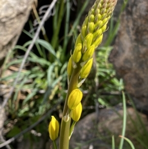 Bulbine glauca at Rendezvous Creek, ACT - 3 Oct 2021 02:00 PM