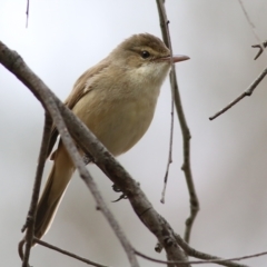 Acrocephalus australis (Australian Reed-Warbler) at Splitters Creek, NSW - 2 Oct 2021 by Kyliegw