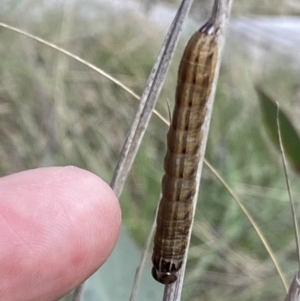 Noctuidae unclassified IMMATURE moth at Rendezvous Creek, ACT - 3 Oct 2021 02:28 PM