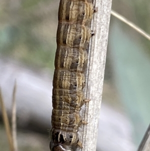 Noctuidae unclassified IMMATURE moth at Rendezvous Creek, ACT - 3 Oct 2021