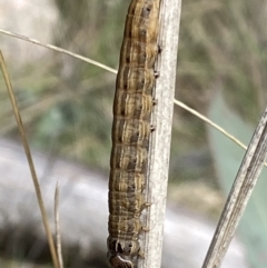 Noctuidae unclassified IMMATURE moth at Rendezvous Creek, ACT - 3 Oct 2021