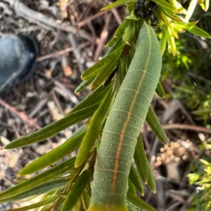 Fisera eribola at Murrumbateman, NSW - 3 Oct 2021