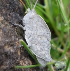 Goniaea australasiae at Coree, ACT - 3 Oct 2021