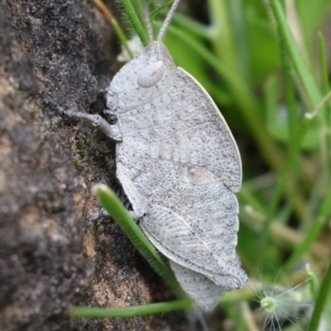 Goniaea australasiae at Coree, ACT - 3 Oct 2021