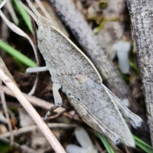 Goniaea australasiae at Coree, ACT - 3 Oct 2021 12:01 PM