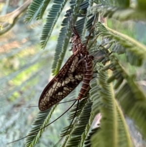 Ephemeroptera (order) at Murrumbateman, NSW - 3 Oct 2021 05:26 PM